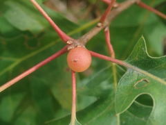 Amphibolips