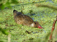 Amazonetta brasiliensis