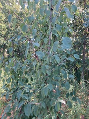 Rhamnus