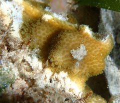 Porites