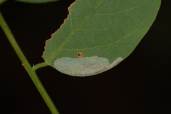 Macrosaccus robiniella