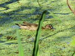 Amazonetta brasiliensis