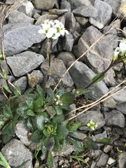 Arabis pumila