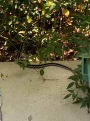 Thamnophis cyrtopsis