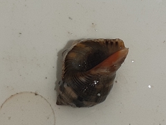 Stramonita haemastoma