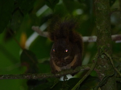 Sciurus aestuans