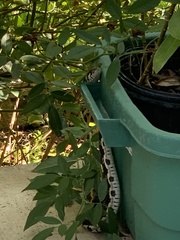 Thamnophis cyrtopsis