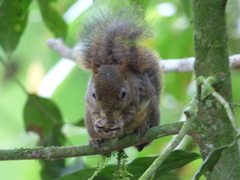 Sciurus aestuans