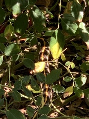 Thamnophis cyrtopsis