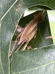 Hapithus saltator