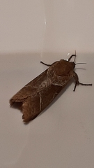 Triodia sylvina