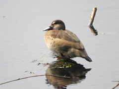 Amazonetta brasiliensis