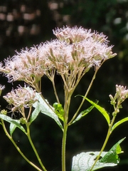 Eutrochium purpureum