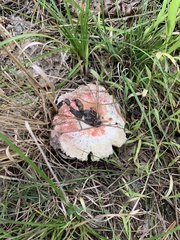 Lactarius pubescens