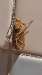 Triodia sylvina
