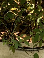 Thamnophis cyrtopsis