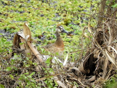 Amazonetta brasiliensis