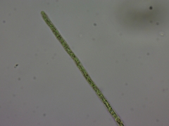 Planktothrix