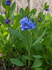 Mertensia virginica