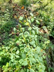 Thalictrum dasycarpum