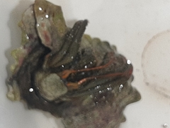 Clibanarius erythropus