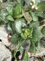 Arabis pumila