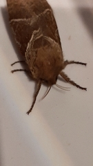 Triodia sylvina