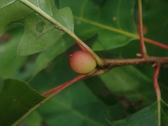 Amphibolips