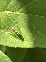 Condylostylus caudatus