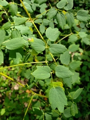 Thalictrum dasycarpum