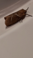 Triodia sylvina
