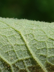 Thalictrum dasycarpum