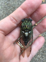 Neotibicen pruinosus
