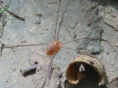 Sclerosomatidae