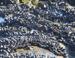 Arenaria melanocephala