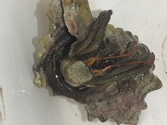 Clibanarius erythropus