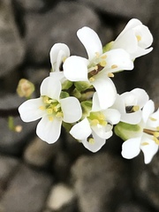 Arabis pumila