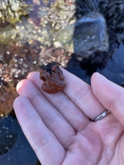 Botrylloides violaceus