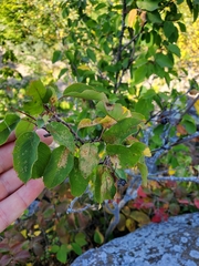 Crataegus douglasii
