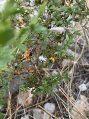 Entiminae