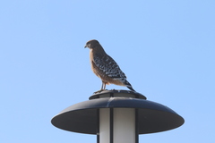 Buteo lineatus elegans