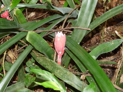 Billbergia pyramidalis