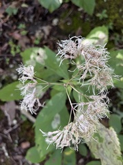 Eutrochium purpureum