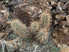 Echinocereus engelmannii engelmannii