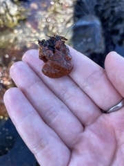 Botrylloides violaceus