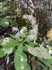 Eutrochium purpureum