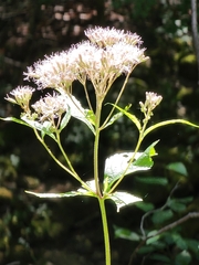 Eutrochium purpureum