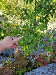 Crataegus douglasii