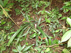 Billbergia pyramidalis