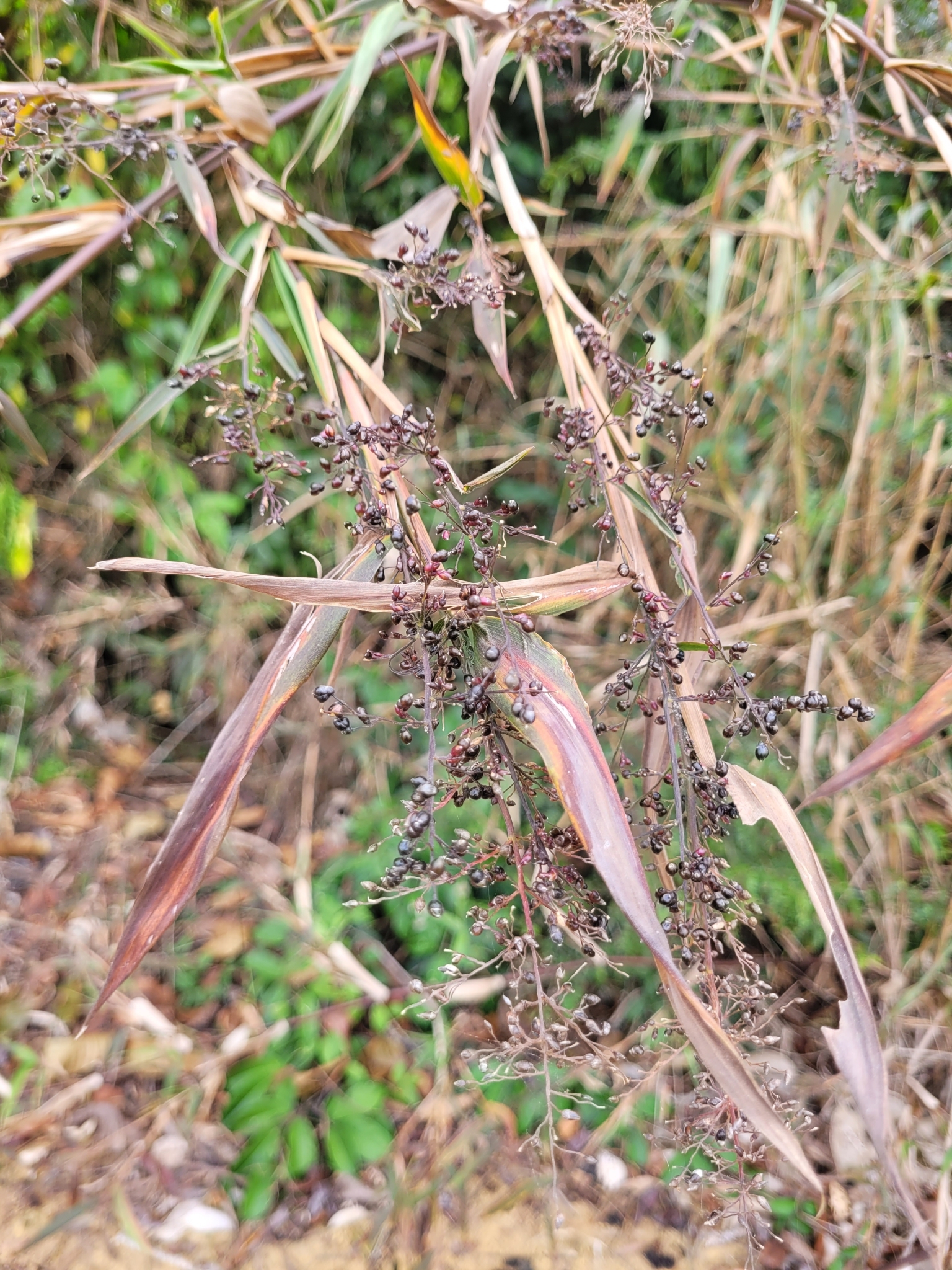 Lasiacis divaricata var. austroamericana